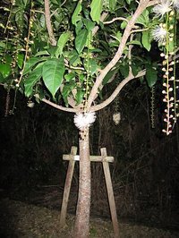 下がり花の香りが